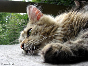 Картинка животные коты