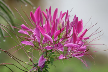 Картинка цветы клеомы