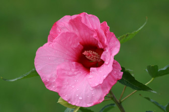 Картинка цветы мальвы