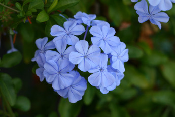 Картинка цветы плюмбаго свинчатка