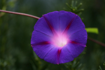 Картинка цветы вьюнки ипомеи