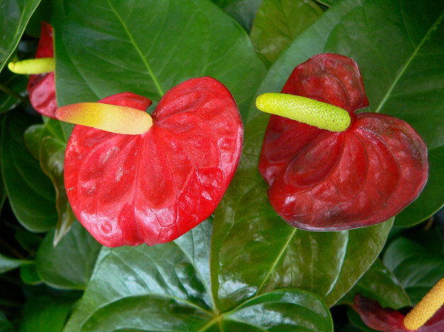 Обои картинки фото цветы, антуриум, цветок, фламинго