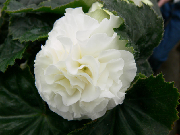 Обои картинки фото цветы, бегония