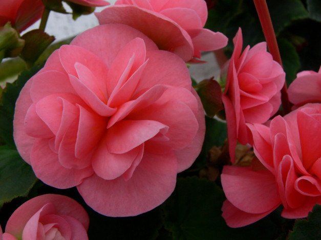 Обои картинки фото цветы, бегония