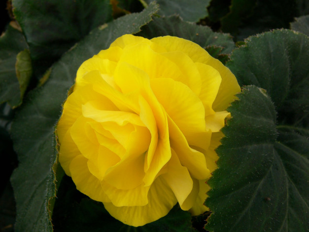 Обои картинки фото цветы, бегония