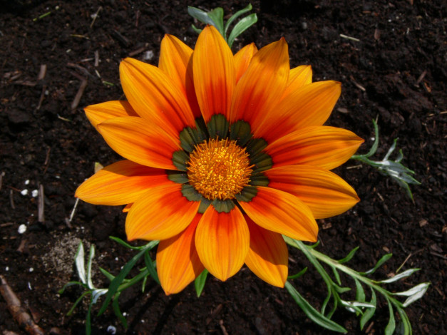 Обои картинки фото цветы, газания