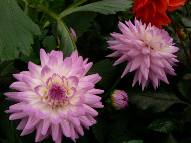 Обои картинки фото цветы, георгины