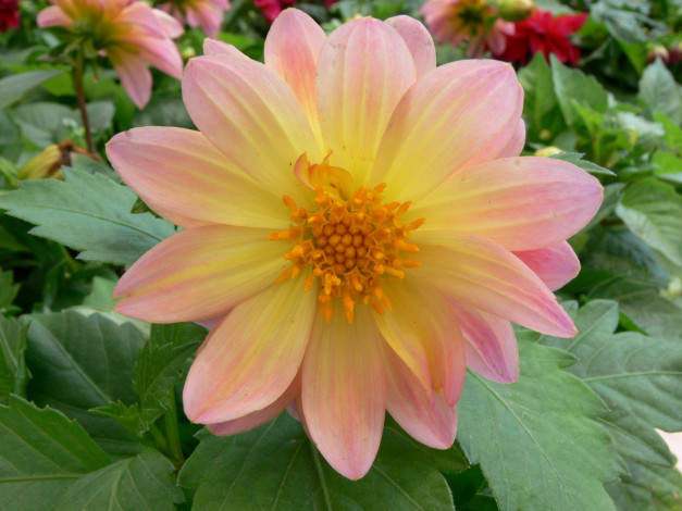 Обои картинки фото цветы, георгины