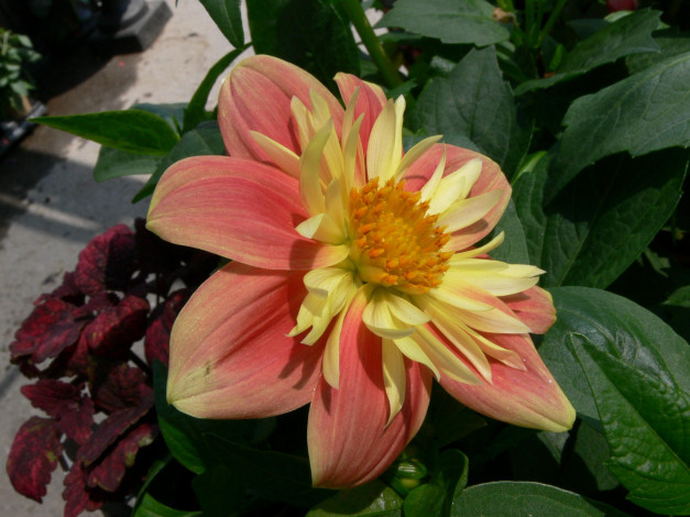 Обои картинки фото цветы, георгины