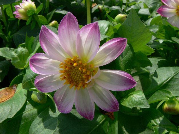 Обои картинки фото цветы, георгины