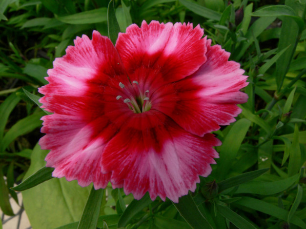 Обои картинки фото цветы, гвоздики