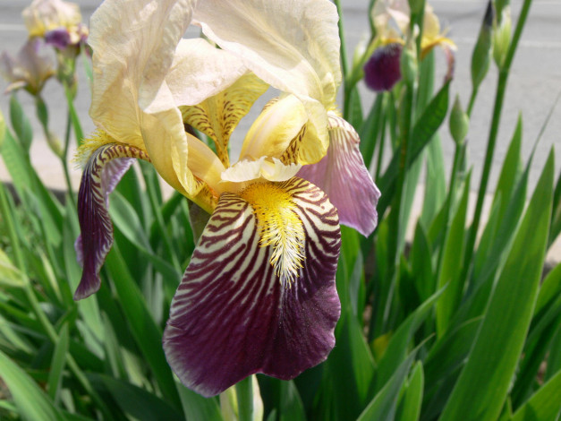 Обои картинки фото цветы, ирисы