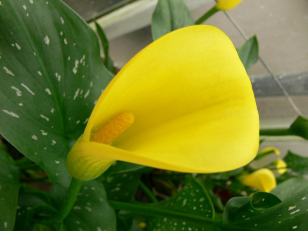 Обои картинки фото цветы, каллы