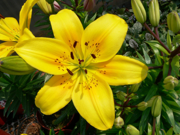 Обои картинки фото цветы, лилии, лилейники