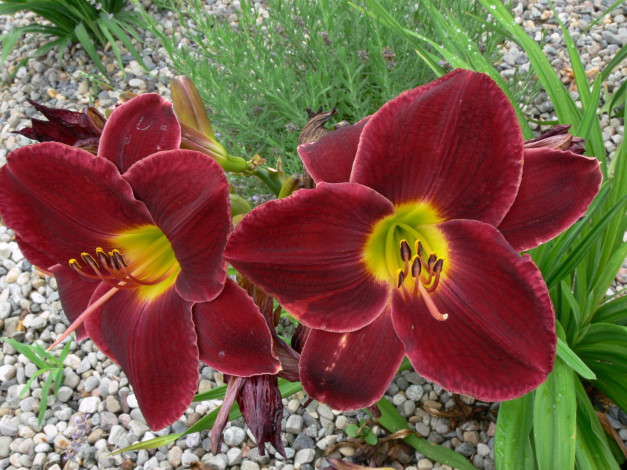 Обои картинки фото цветы, лилии, лилейники