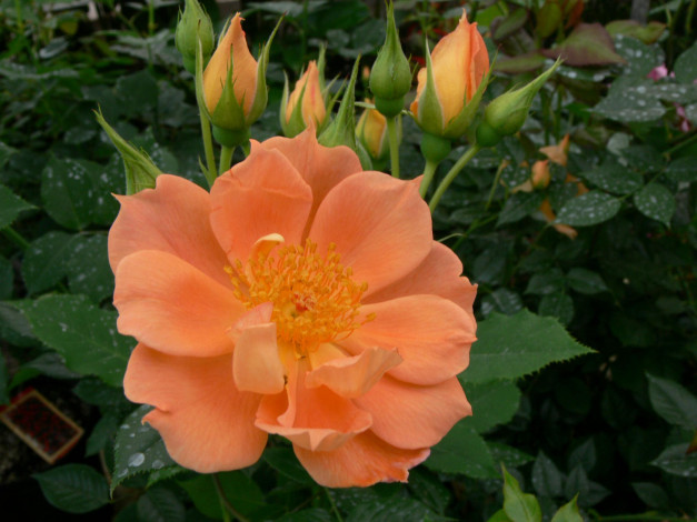 Обои картинки фото цветы, розы