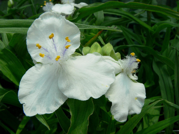 Обои картинки фото цветы, традесканции