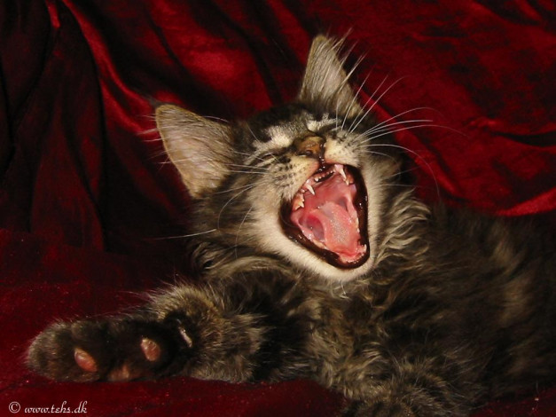 Обои картинки фото животные, коты