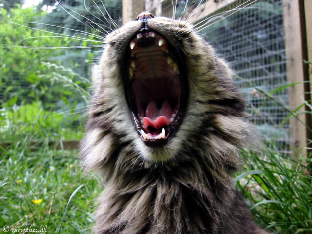 Обои картинки фото животные, коты