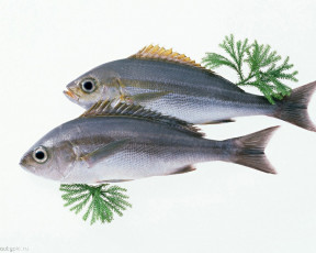 Картинка морепродукты еда рыба суши роллы