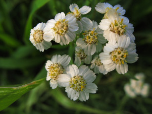 Картинка цветы луговые полевые