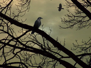 Картинка jesienny sen животные птицы