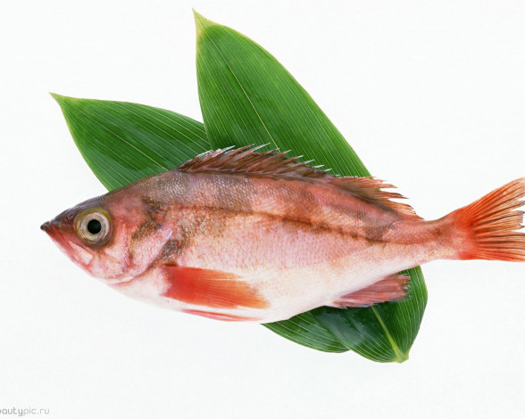 Обои картинки фото морепродукты, еда, рыба, суши, роллы