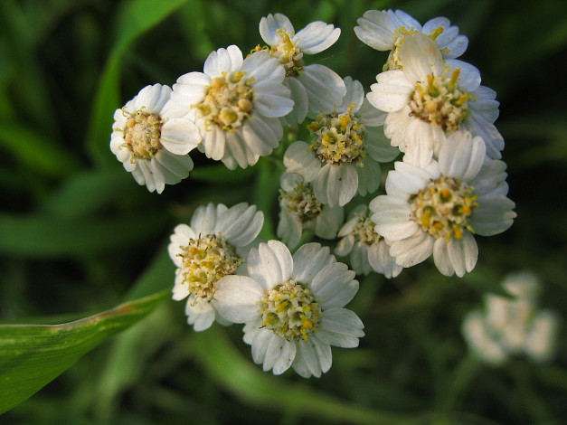 Обои картинки фото цветы, луговые, полевые