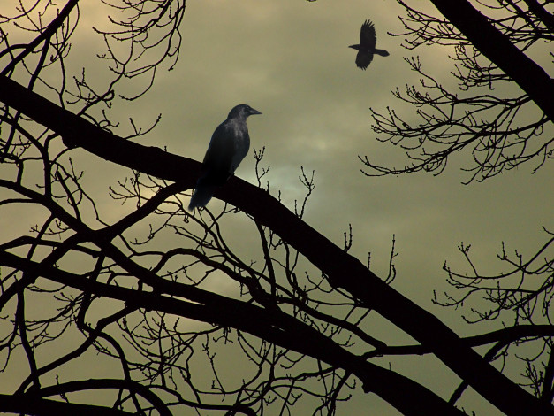 Обои картинки фото jesienny, sen, животные, птицы