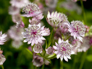 Картинка цветы