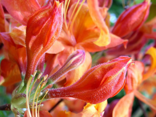 Картинка цветы