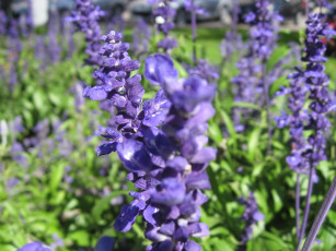 Картинка цветы дельфиниум