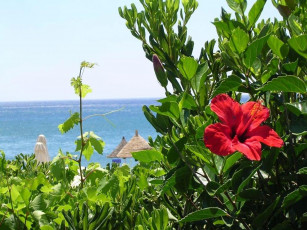 Картинка цветы гибискусы