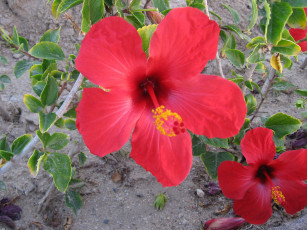 Картинка цветы гибискусы