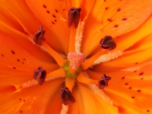 Картинка цветы лилии лилейники