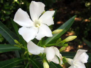 Картинка цветы олеандры