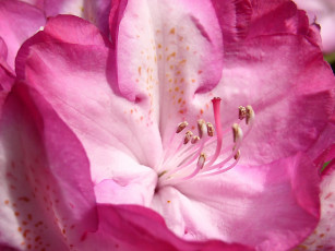 Картинка цветы рододендроны азалии