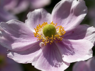 Картинка цветы ветреницы печёночницы