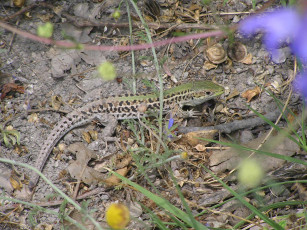 Картинка животные Ящерицы игуаны вараны