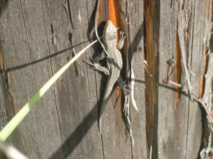 Картинка животные Ящерицы игуаны вараны