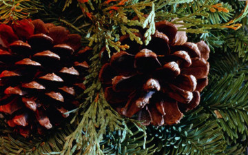 Картинка природа шишки жёлуди каштаны