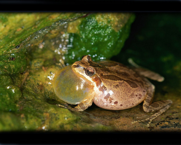 Обои картинки фото животные, лягушки