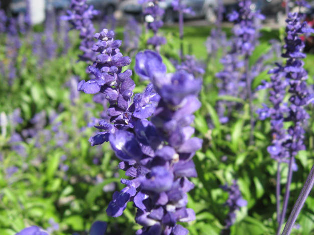 Обои картинки фото цветы, дельфиниум