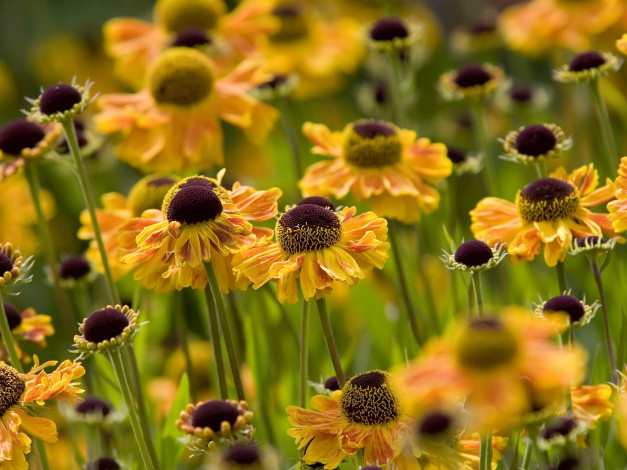 Обои картинки фото цветы, гайлардии, гелениумы