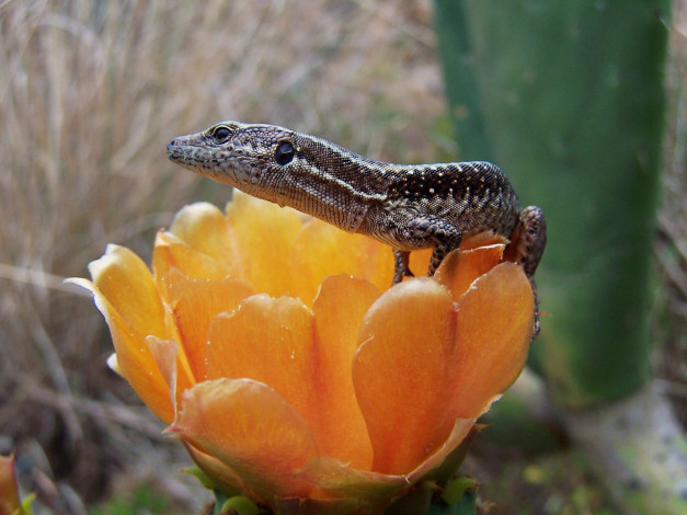 Обои картинки фото животные, Ящерицы, игуаны, вараны