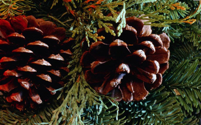 Обои картинки фото природа, шишки, жёлуди, каштаны