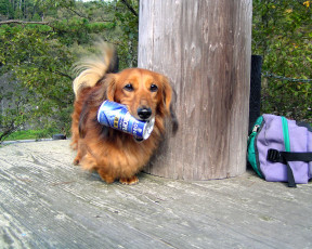 обоя животные, собаки