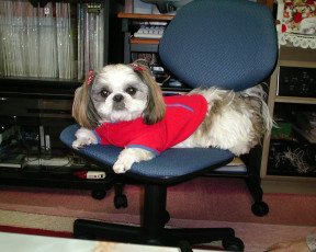 Картинка животные собаки