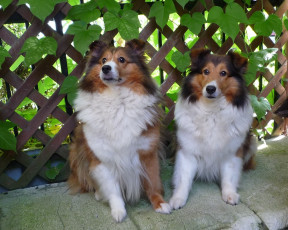 Картинка животные собаки