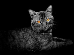 Картинка животные коты